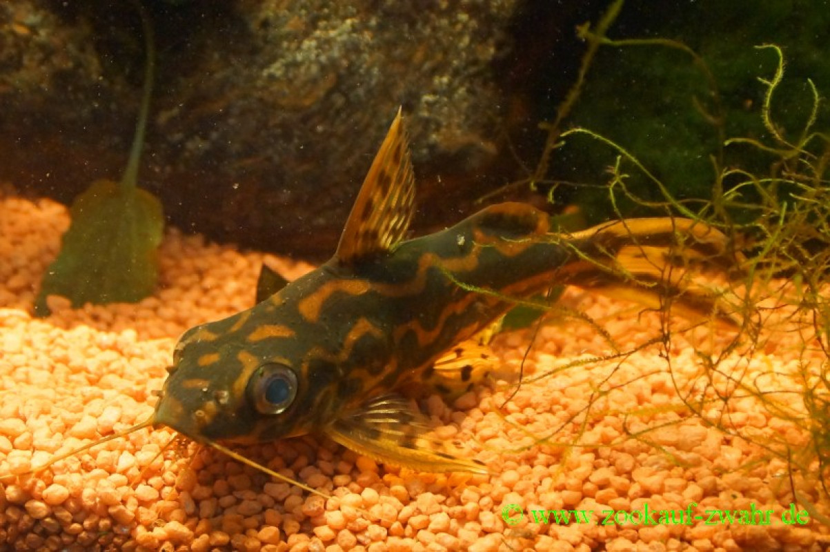 Gelbbindenfiederbartwels/ Syn. flavitaeniatus