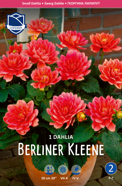 Dahlie Berliner Kleene (Inhalt 1 Stück)