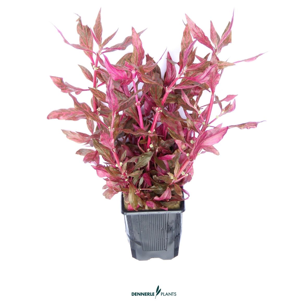 Alternanthera reineckii ´Red Ruby´  XXL