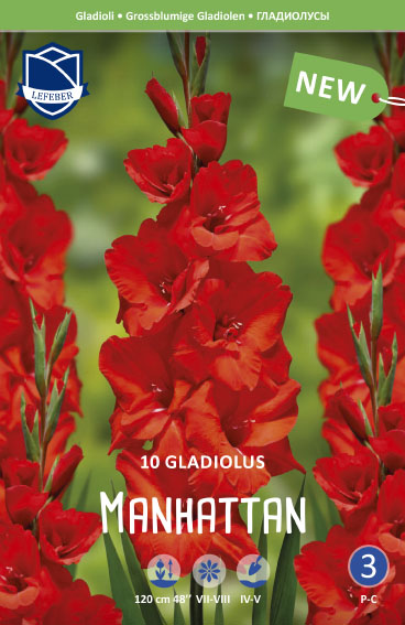 Gladiole Manhattan (Inhalt 10 Stück)