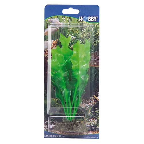 Echinodrus, 20 cm, SB