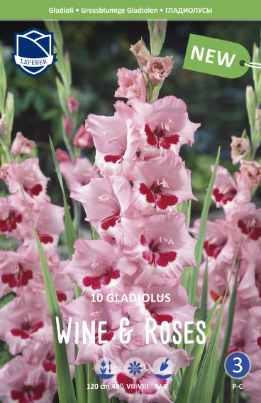 Gladiole Wine & Roses (Inhalt 10 Stück)