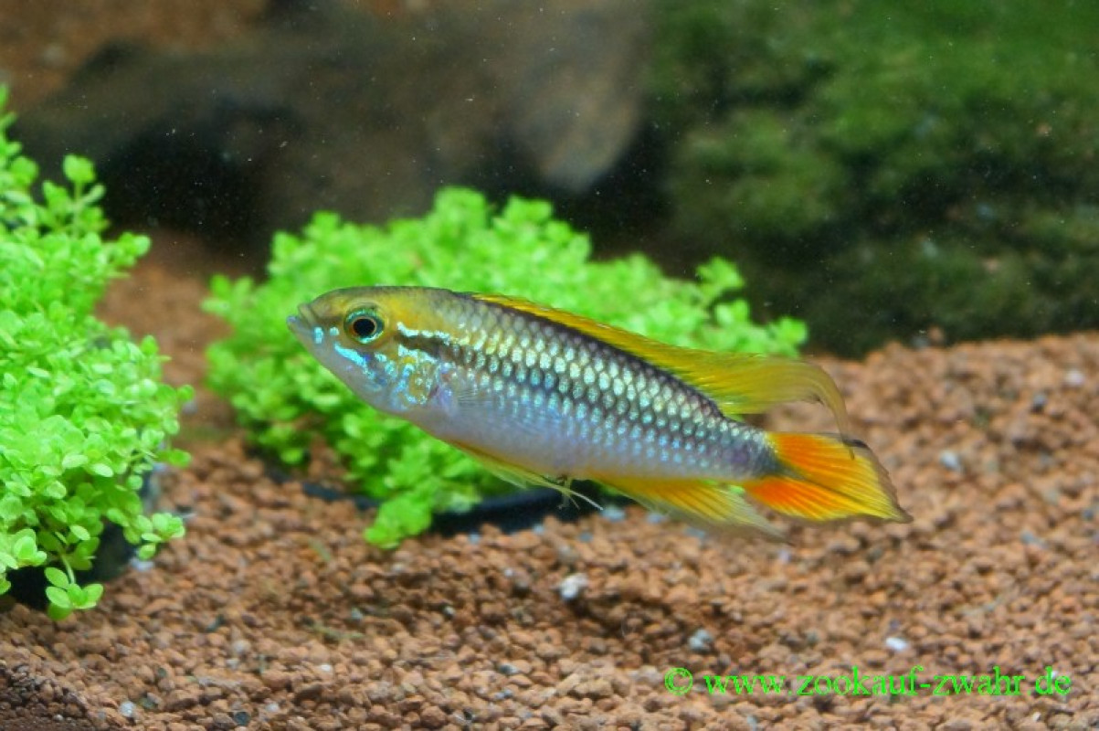 Agassiz Zwergbuntbarsch / Apistogramma agassiizii