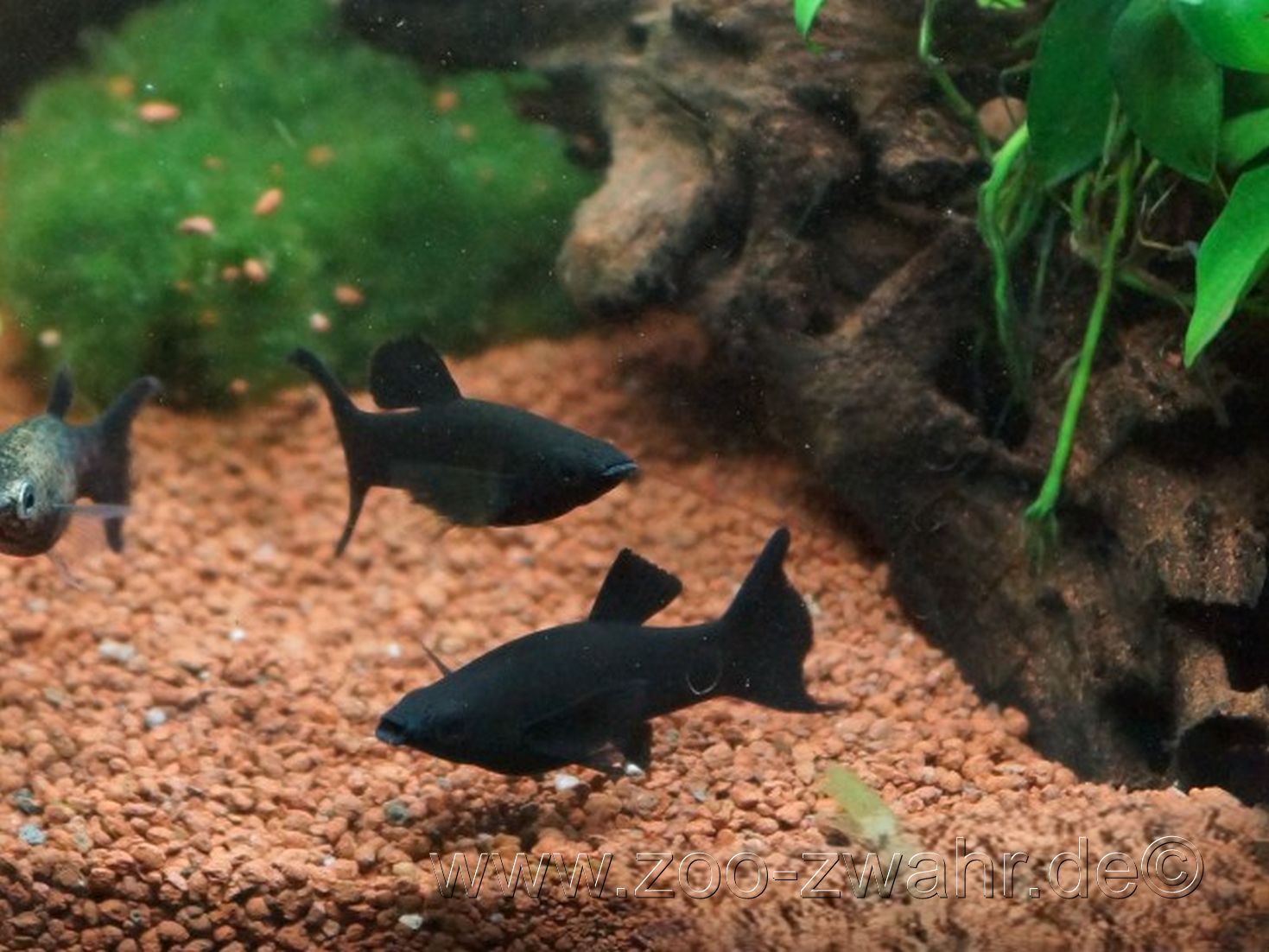 Black Molly groß / Poecilia latipinna