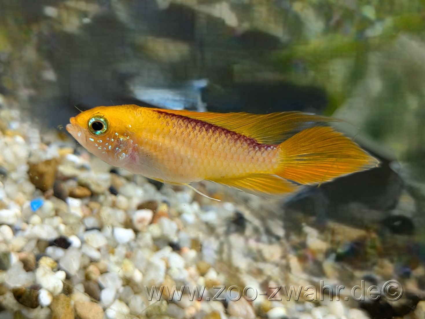 Agassiz Zwergbuntbarsch "fire red" / Apistogramma agassiizii