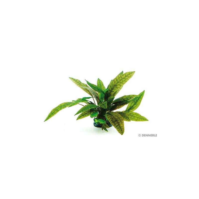 Cryptocoryne x purpurea In-Vitro