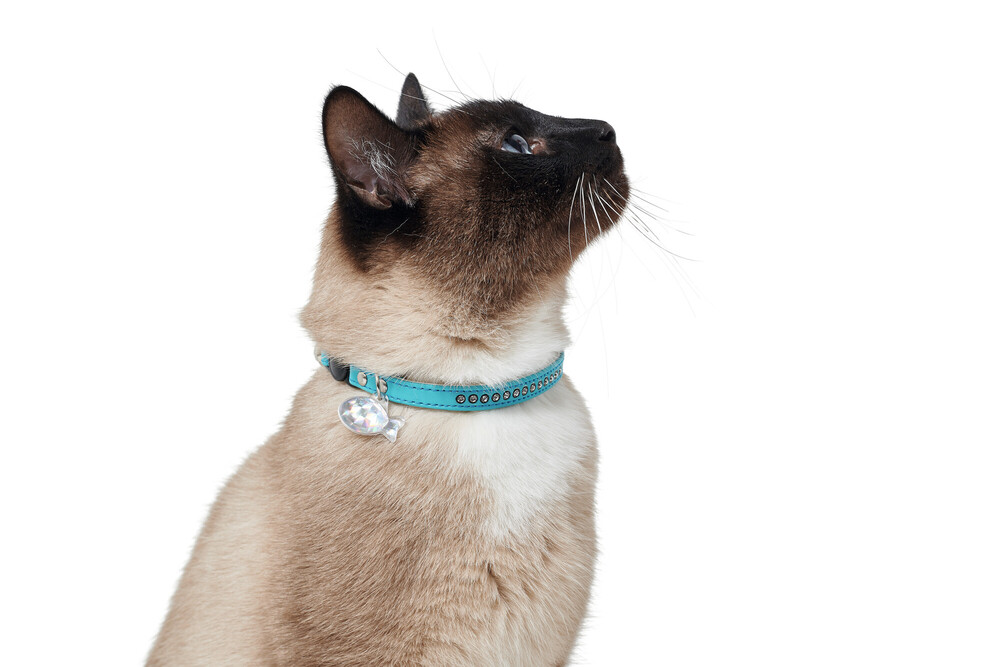 Katzenhalsband Modern Art Luxus, türkis Katzenhalsband Modern Art Luxus, türkis