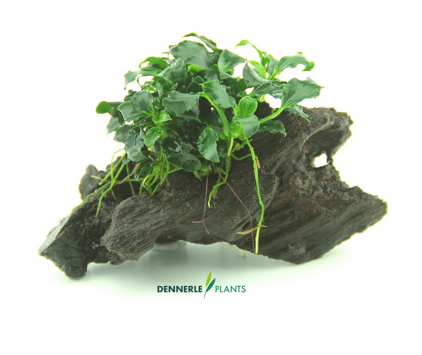 Anubias nana ´Kirin Mini´  auf Nanowood 