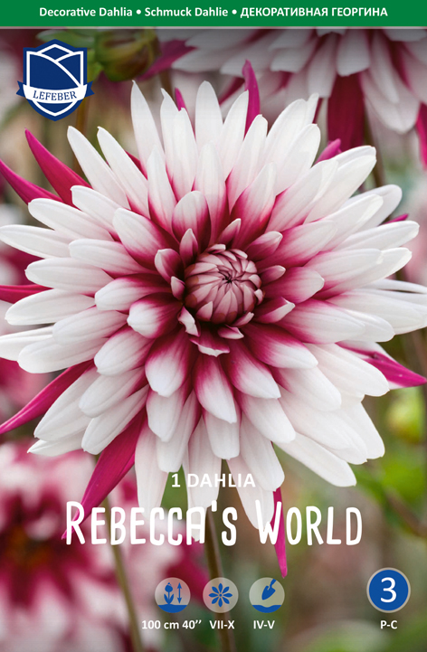 Dahlie Rebecca's World (Inhalt 1 Stück)