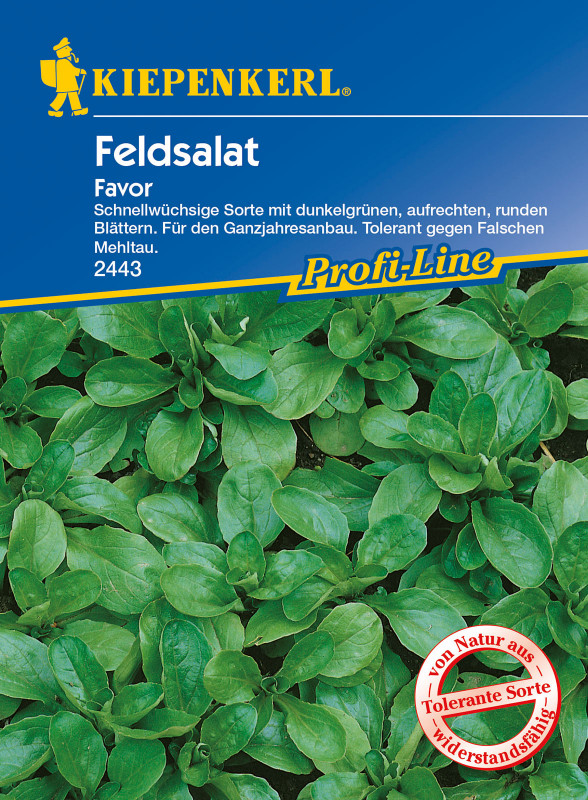 Feldsalat Favor / Valerianella locusta