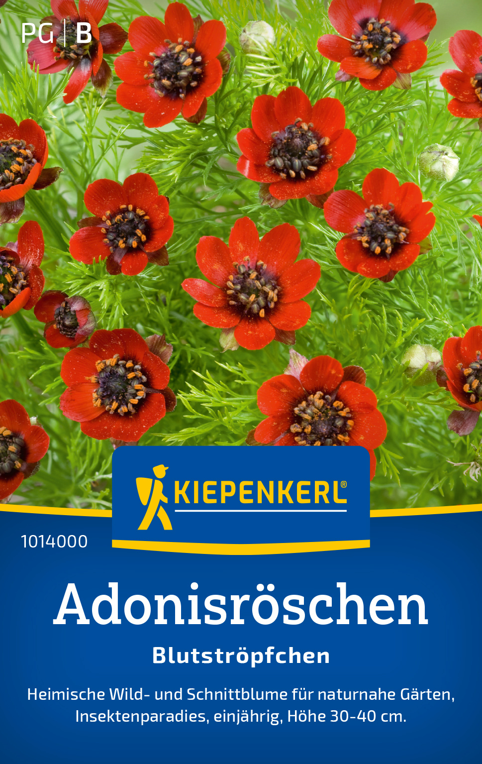 Adonisröschen Blutströpfchen