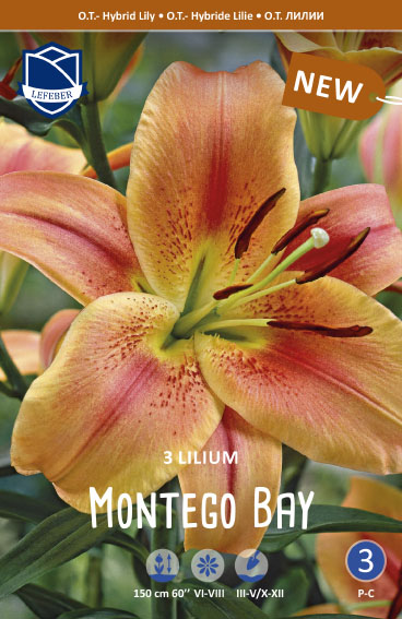 Orientalische Lilie Montego Bay (Inhalt 3 Stück)