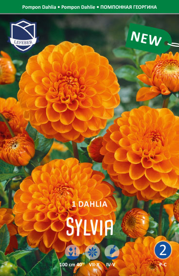 Dahlie Sylvia (Inhalt 1 Stück)