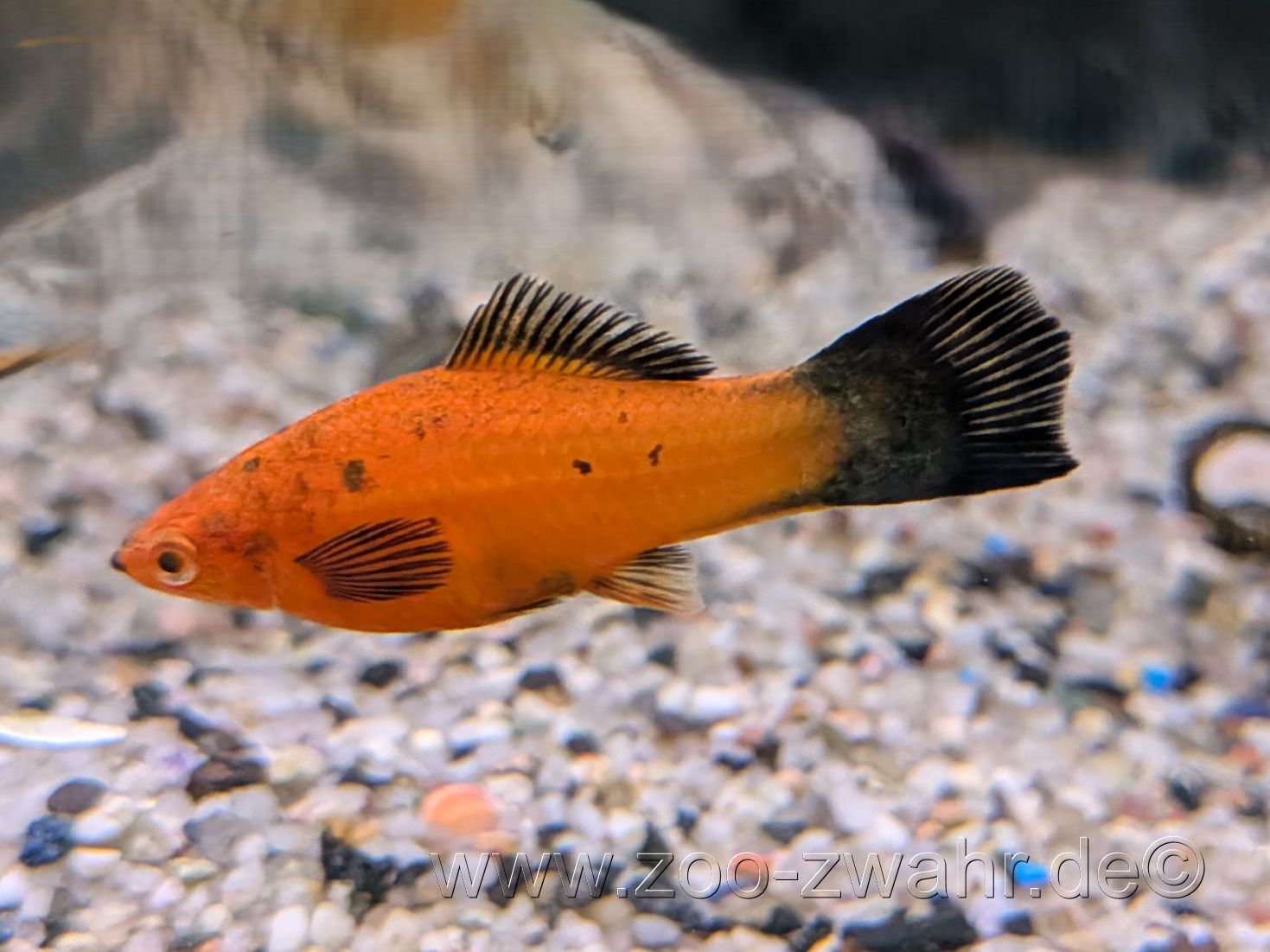 Schwertträger / Xiphophorus helleri