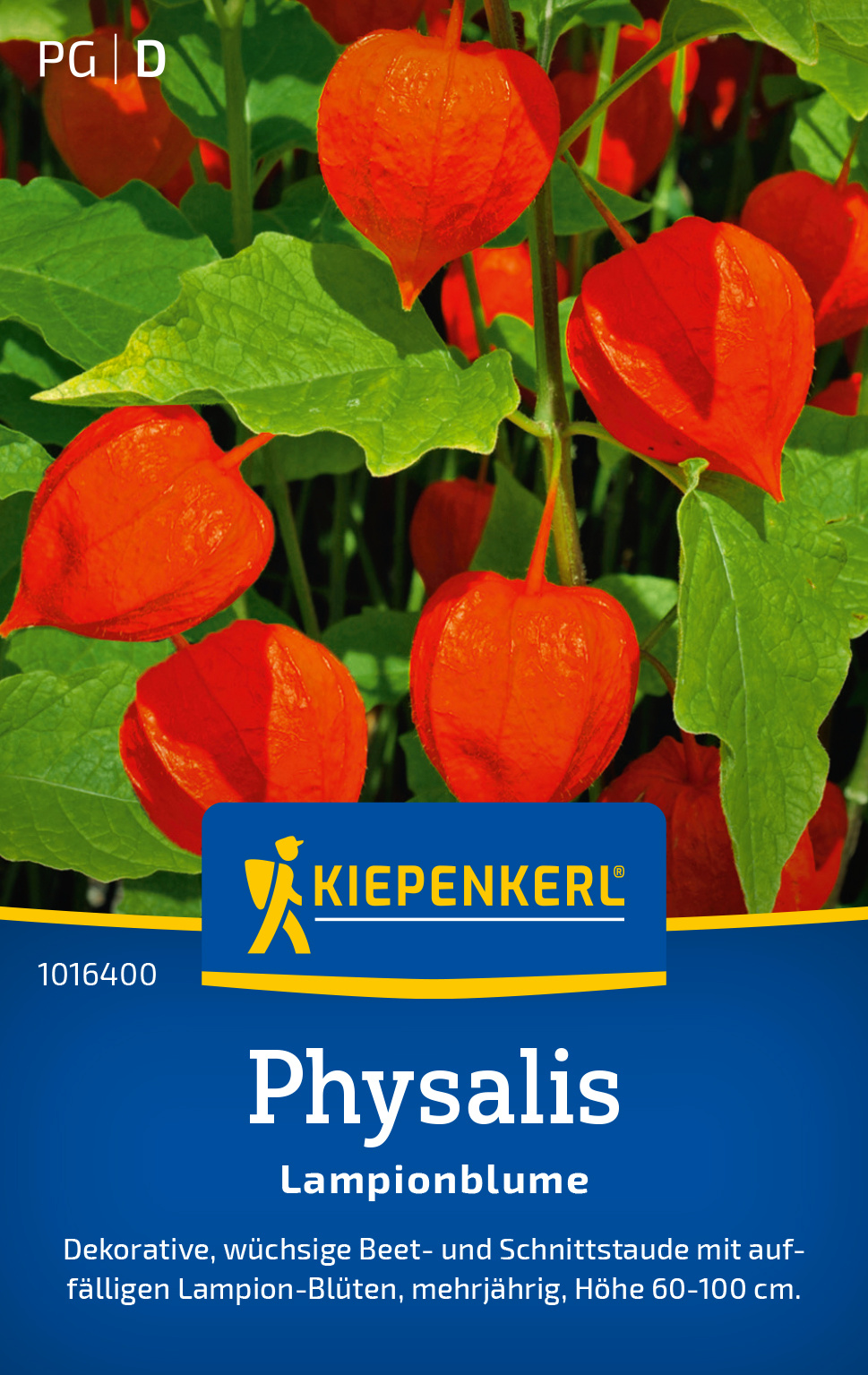 Physalis Lampionblume