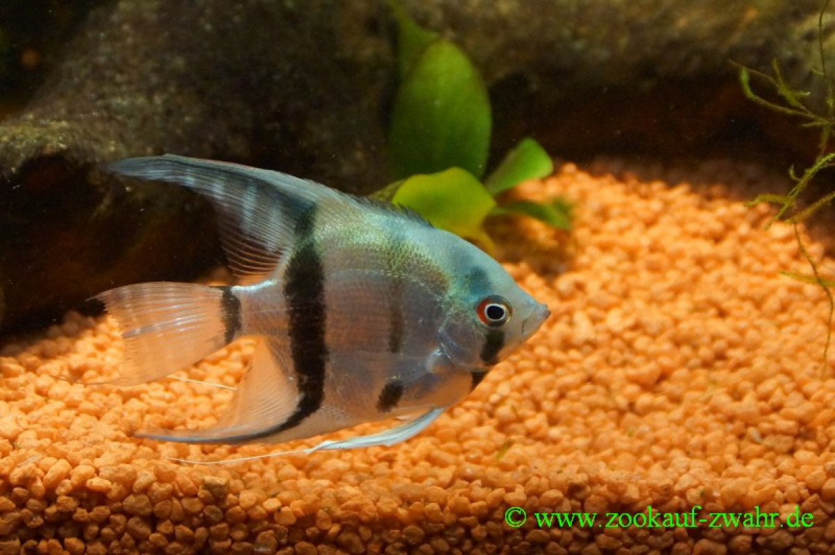 Blauer Zwergskalar / Pterophyllum cf scalare