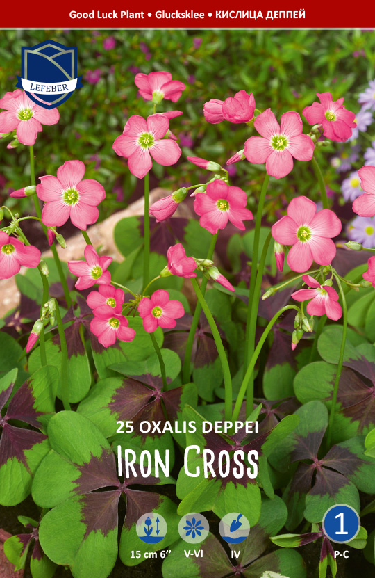Glücksklee / Oxalis deppei "Iron Cross" (Inhalt 25 Stück)