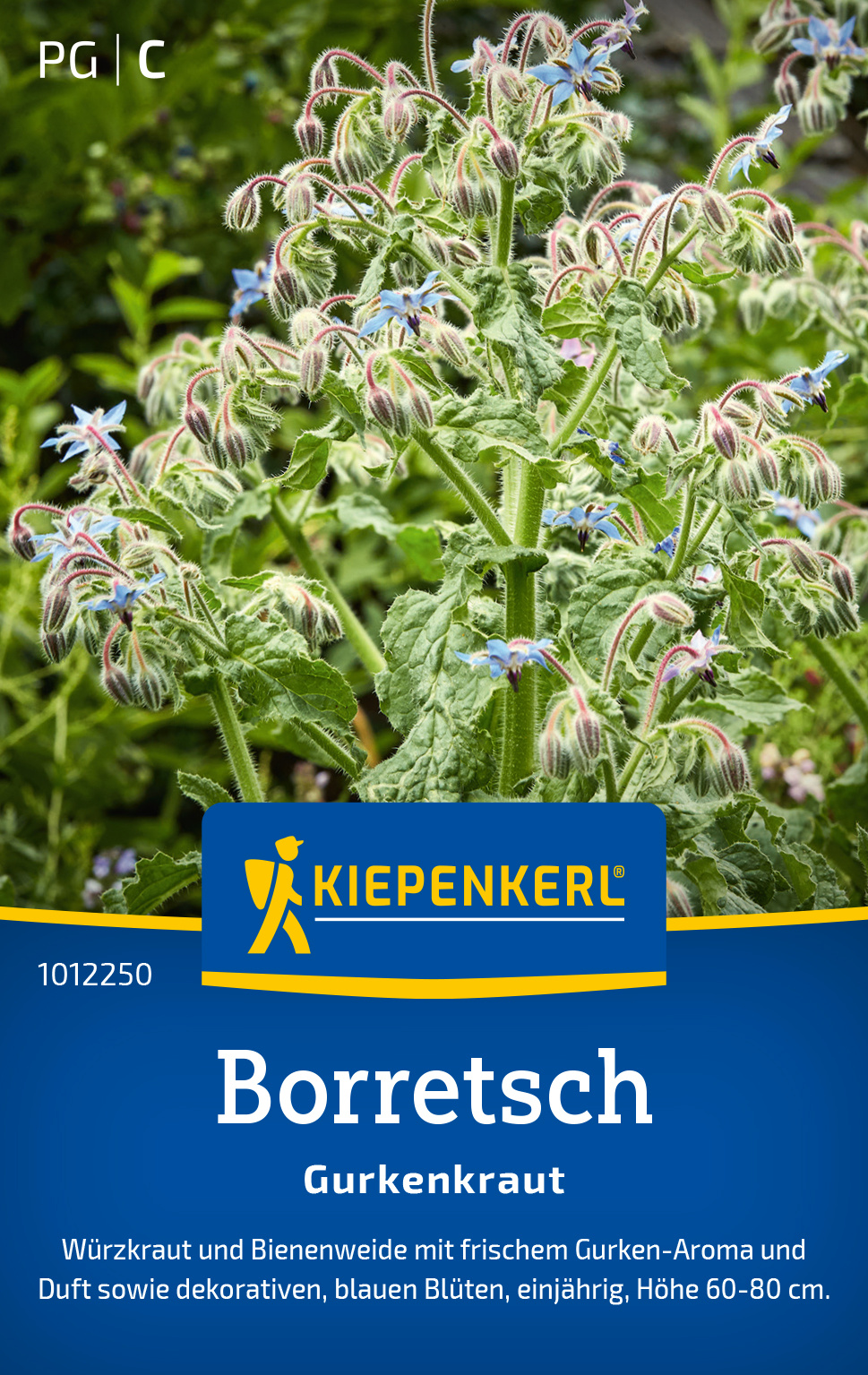 Borretsch Gurkenkraut