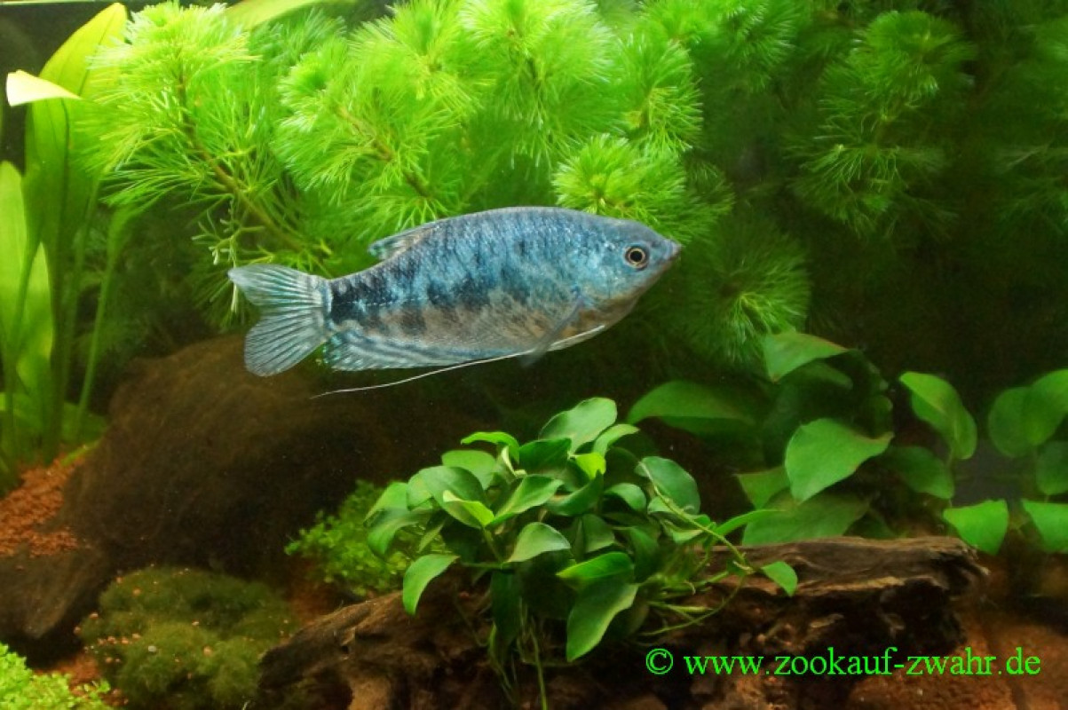 Blauer Fadenfisch / Tricogaster trichopterus