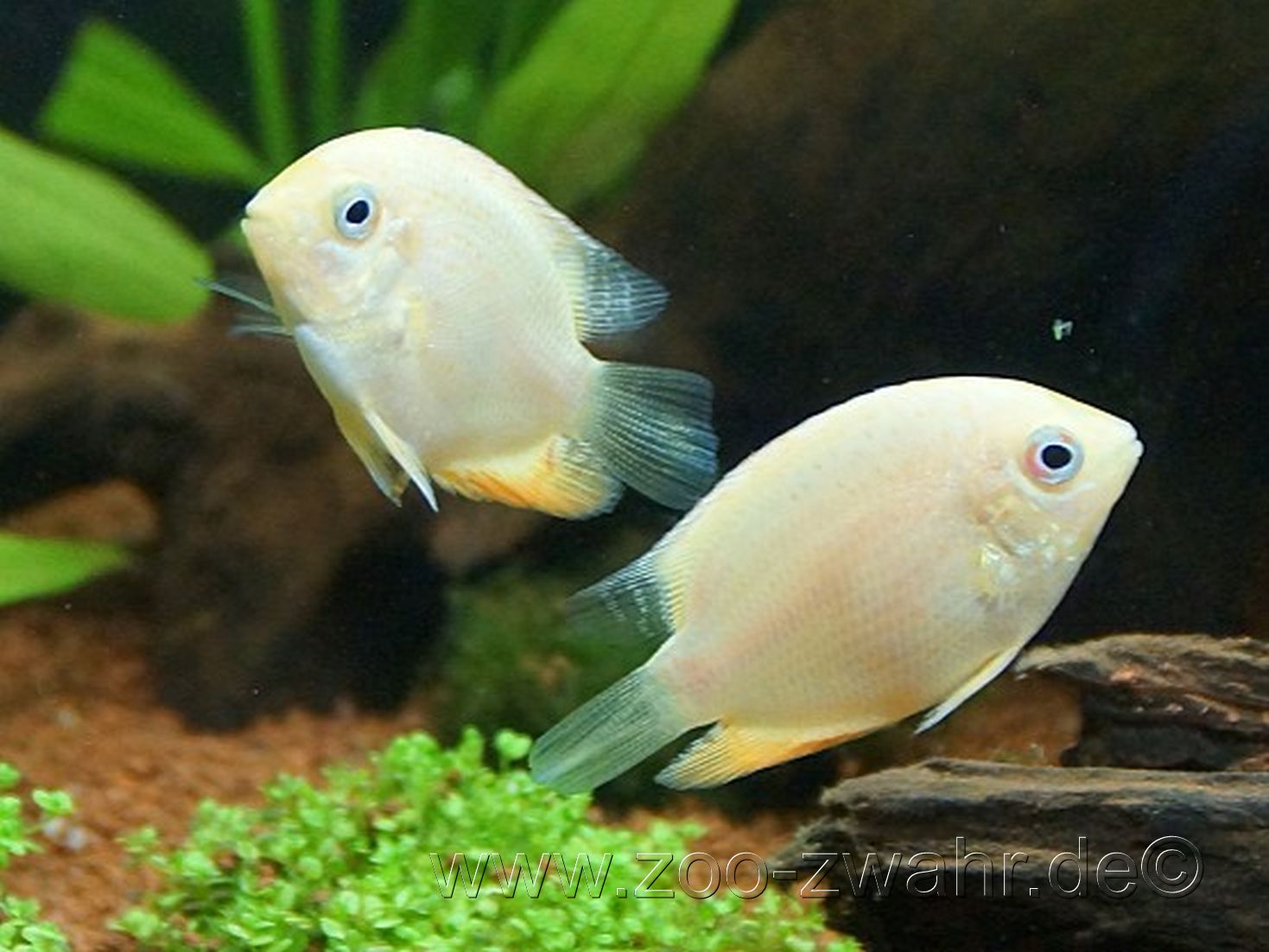 Augenfleckbuntbarsch gold / Heros severus