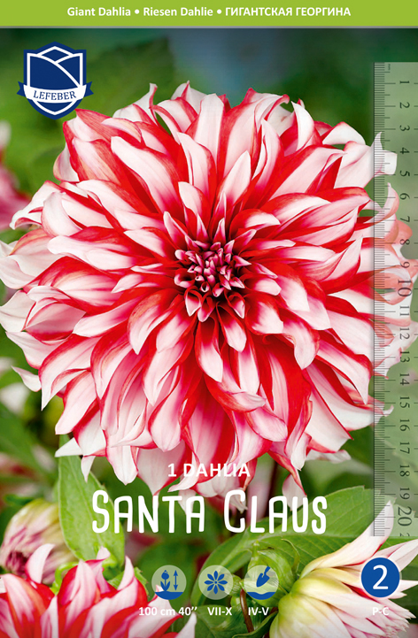 Dahlie Santa Claus (Inhalt 1 Stück)