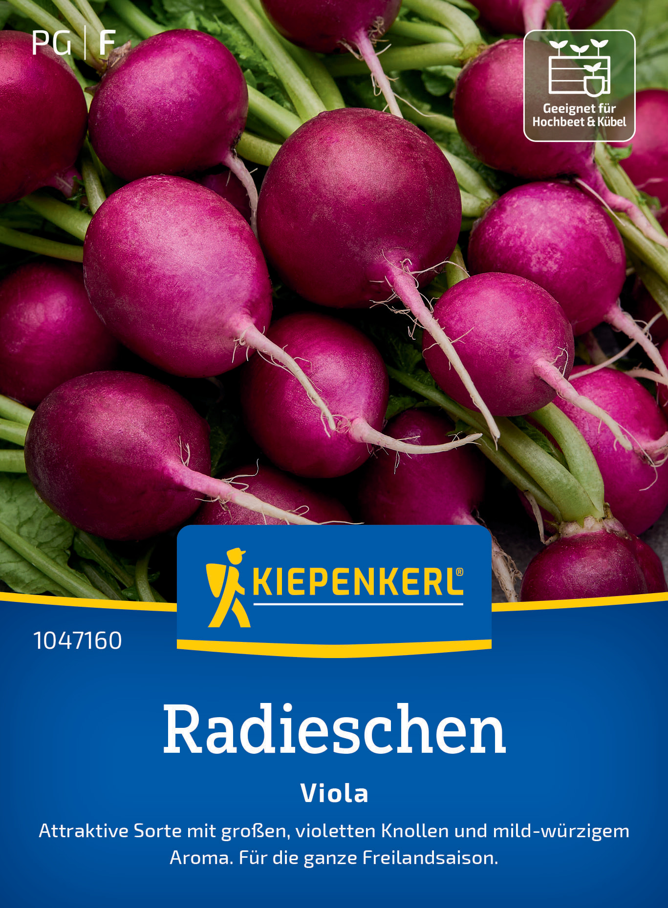 Radieschen Viola