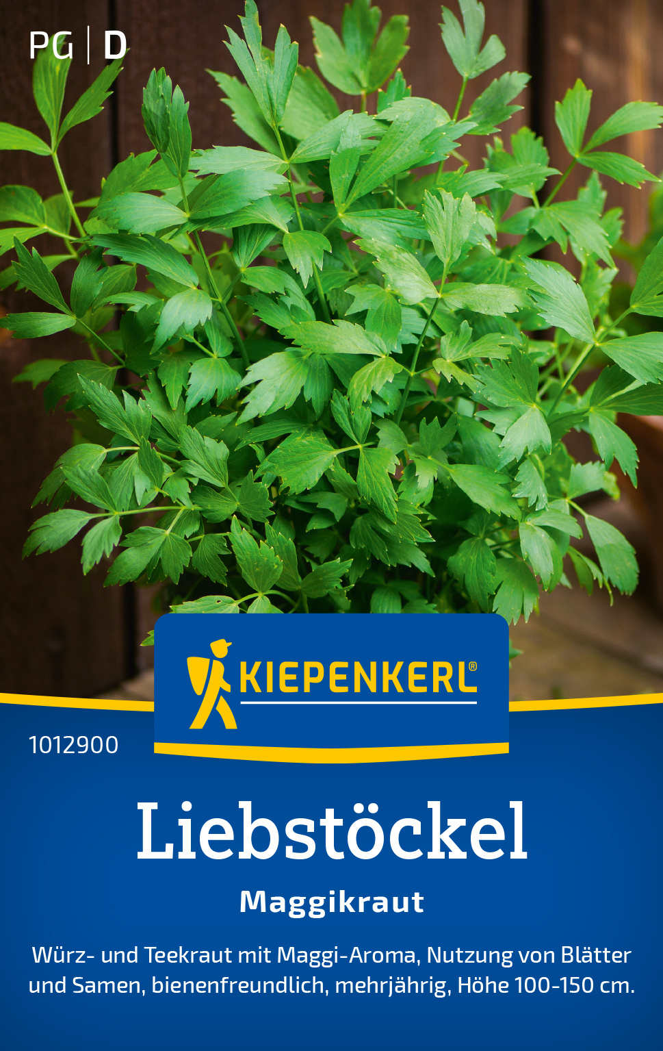 Liebstöckel Maggikraut