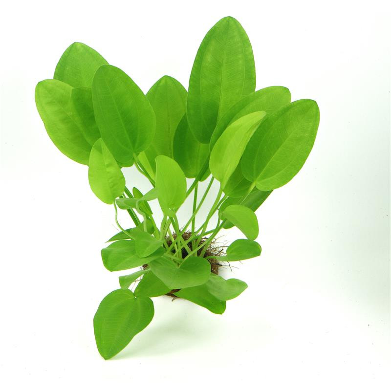Echinodorus cordifolius 'MINI'