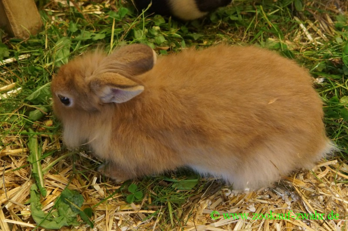 Löwen-Zwergkaninchen