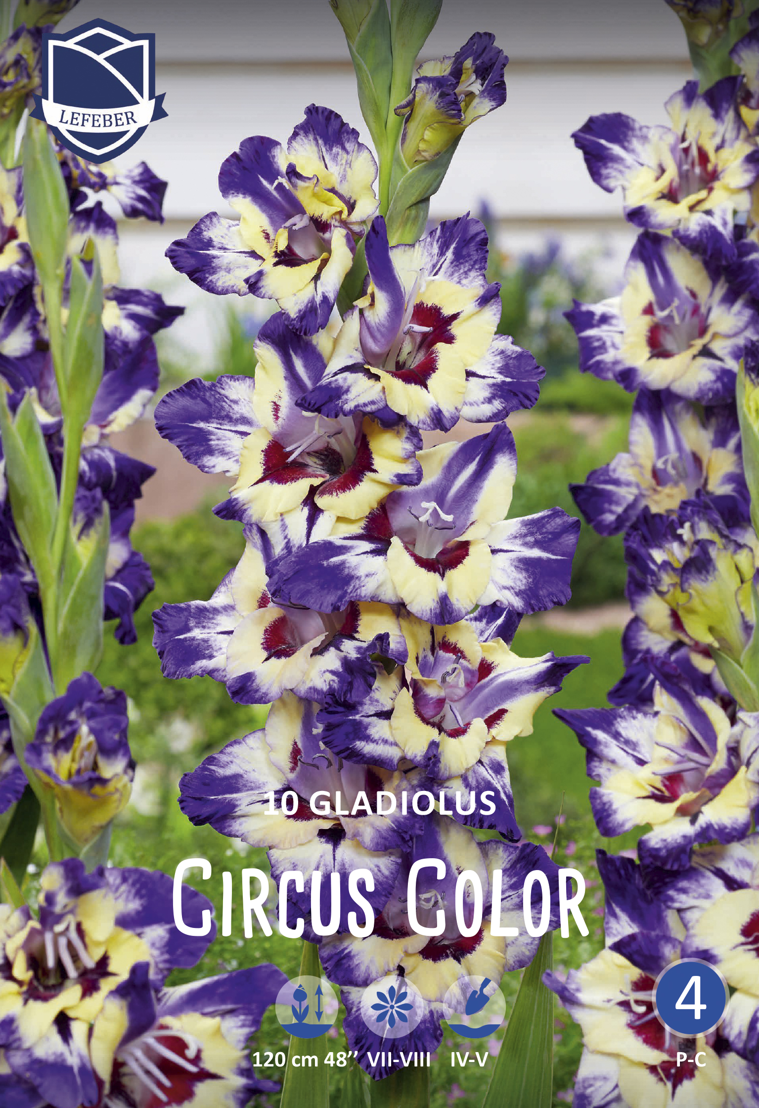 Gladiole Circus Color (Inhalt 10 Stück)
