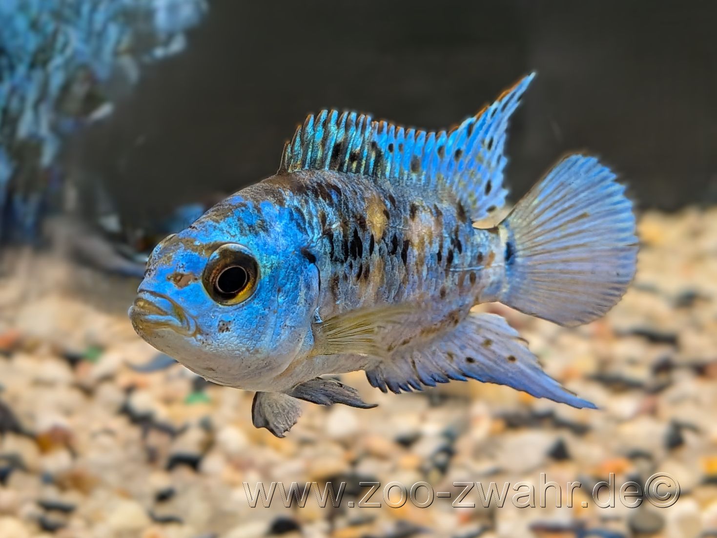 Barsch "Blue Dempsey"  / Cichlasoma octofasciatum