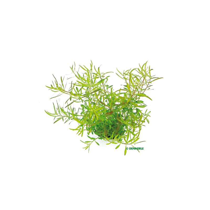 Ludwigia arcuata In-Vitro