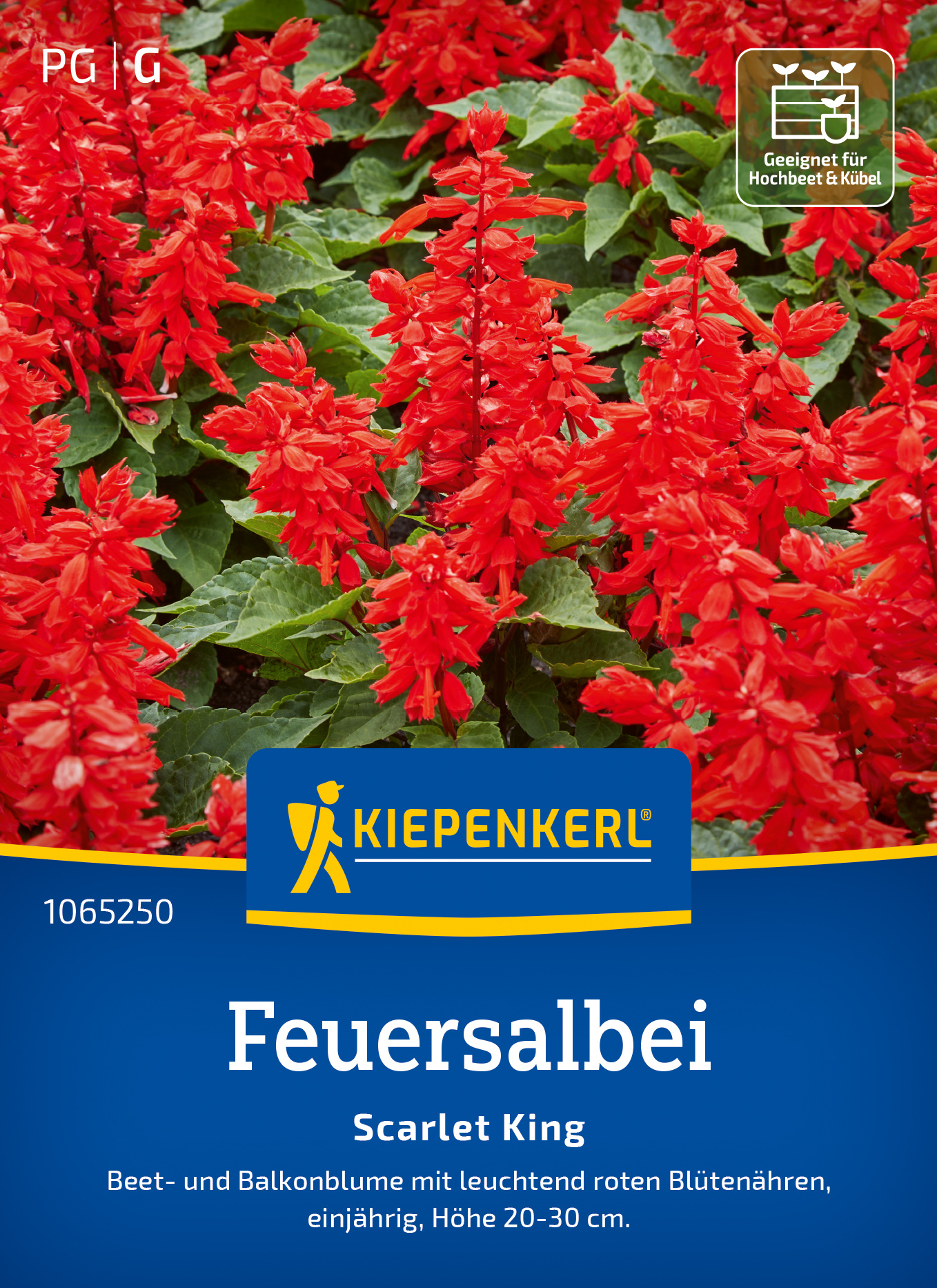 Feuersalbei Scarlet King