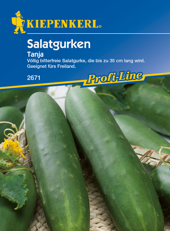 Freiland-Salatgurke Tanja / Cucumis sativus